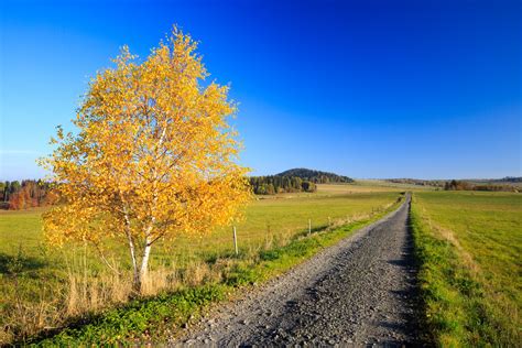 Birch Tree In Autumn Free Stock Photo - Public Domain Pictures