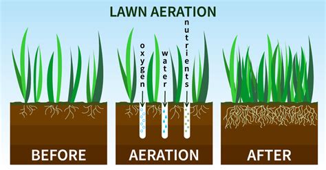 Lawn Aeration: When's the Best Time? | Dallas Landscaping Services