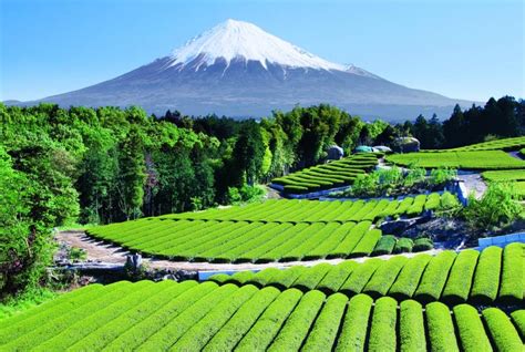 The Beautiful Landscape Of Mount Fuji