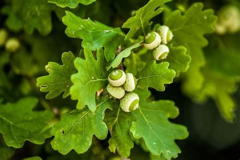 Oak Trees and Acorn Production: Weather, Location, and Other Factors