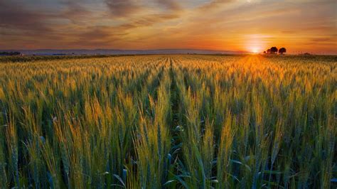 Harvest Wallpapers - Top Free Harvest Backgrounds - WallpaperAccess