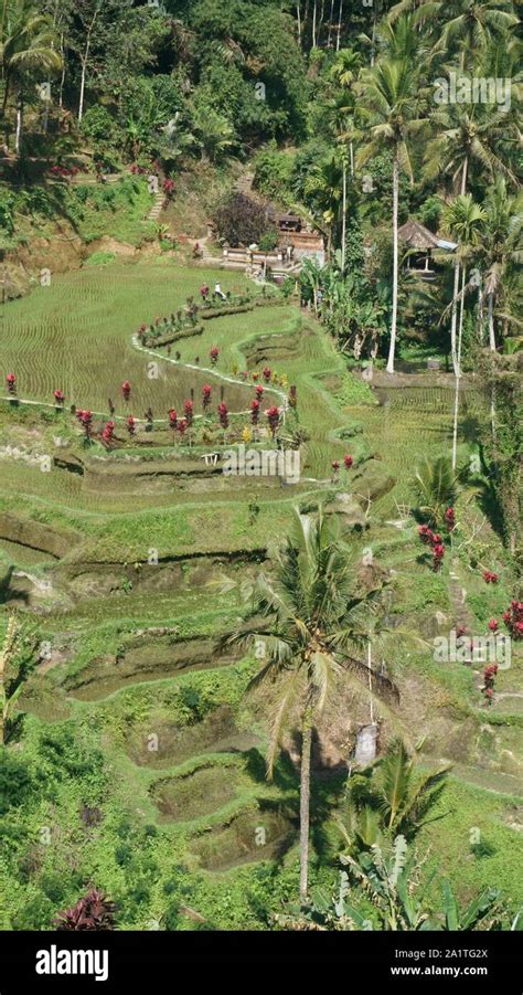 tegallalang padi field bali Stock Photo - Alamy