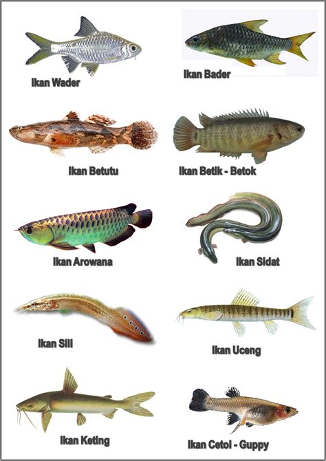 Nama Jenis Ikan Air Tawar Di Malaysia