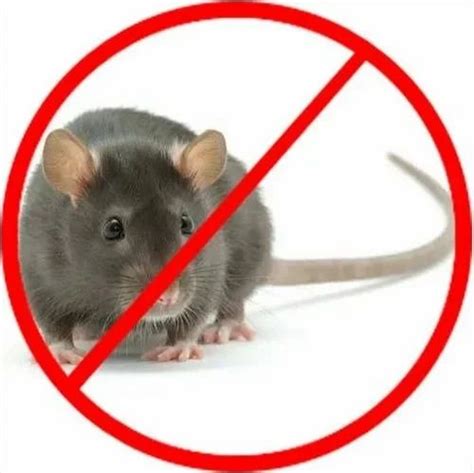 Rat Removal Service in Jaipur | ID: 27114674291