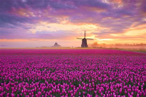 Tulip Fields, Netherlands - Scenic Hunter