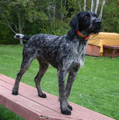 German Wirehaired Pointer