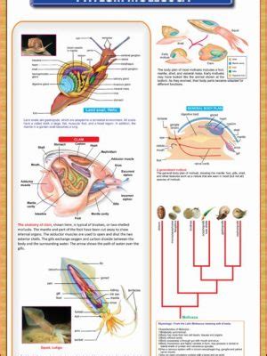 Pigeon-Digestive-System – Iqbal Scientific Store