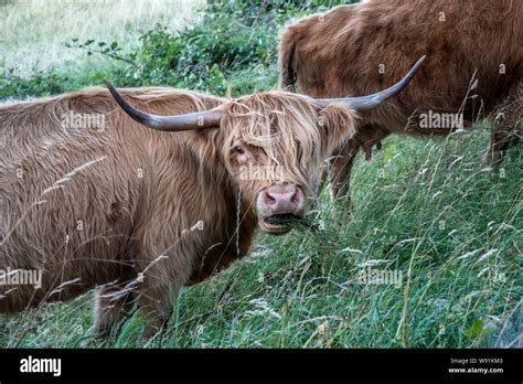 Chewing the cud hi-res stock photography and images - Alamy