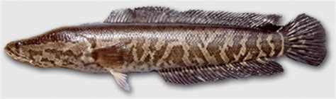 Giant Snakehead Fish - US Invasive Species | Soapboxie