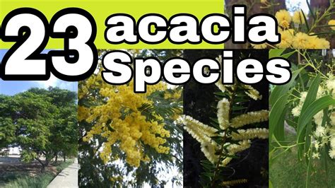 Acacia Trees: Types, Leaves, Flowers, Thorns Identification, 55% OFF