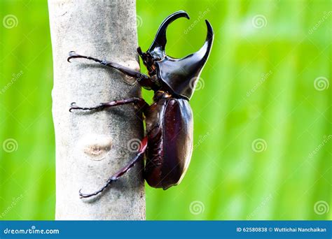 Male Fighting Beetle (rhinoceros Beetle) on Tree Stock Photo - Image of ...