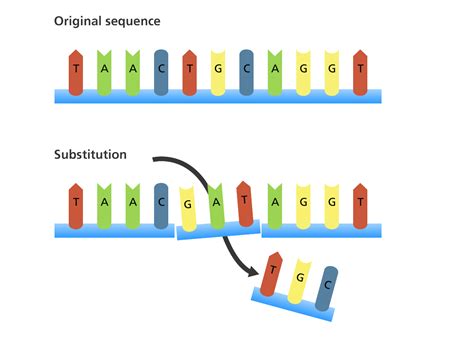 Understanding Different Types of DNA Mutations