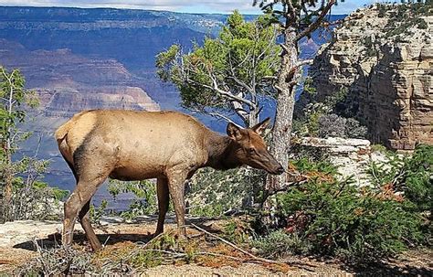 What Animals Live In The Grand Canyon? - WorldAtlas.com