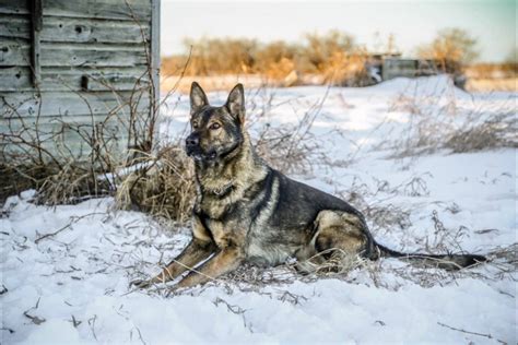 RCMP Police Dogs | WORKING DOG REGISTRY