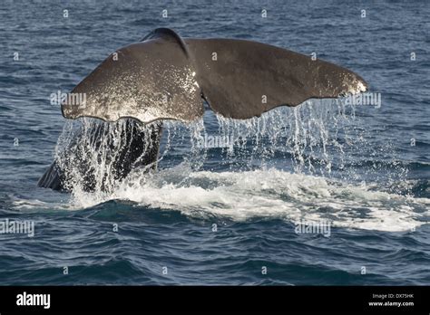 A Sperm Whale diving Stock Photo - Alamy