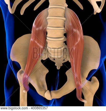 Psoas Major Muscle Image & Photo (Free Trial) | Bigstock