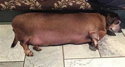 Morbidly plump Texas wiener dog loses weight and ‘Fat Vincent’ name ...