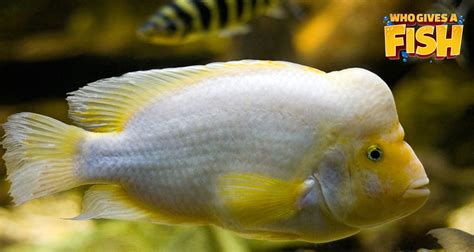 Midas Cichlid - Who Gives A Fish