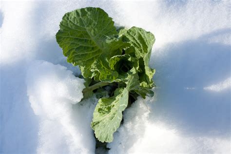 Winter Garden Vegetables | The Complete List of What You Can Grow