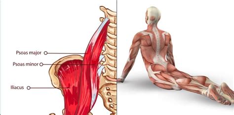 The 3 Best Stretches to Release the Psoas Muscle and Prevent Back Pain