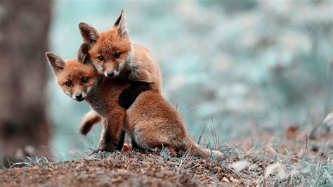 anime, Cubs, Fox Cubs, Fox, Nature, Blurred, Animals, Baby Animals ...