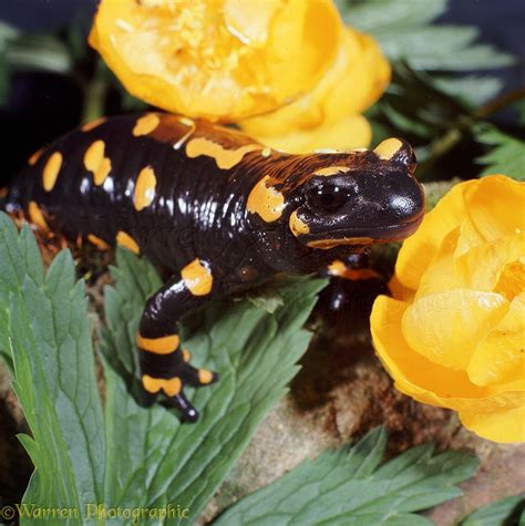 Fire Salamander photo WP06772