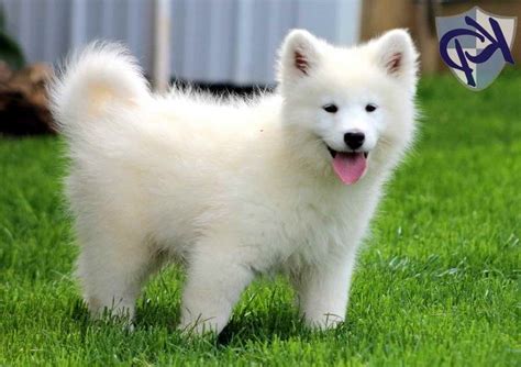 Husky Samoyed Mix Puppies For Sale | PETSIDI