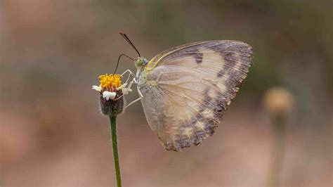 Time Travel Tuesday (II): The Butterfly Effect and Unforeseen ...