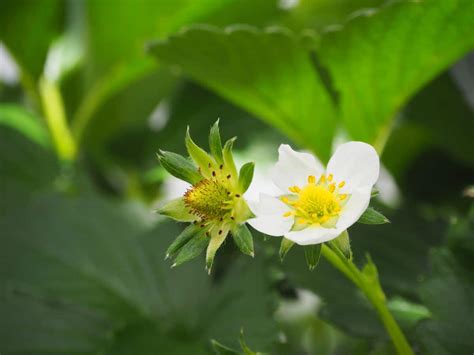 Strawberry Flowers (All You Need to Know)