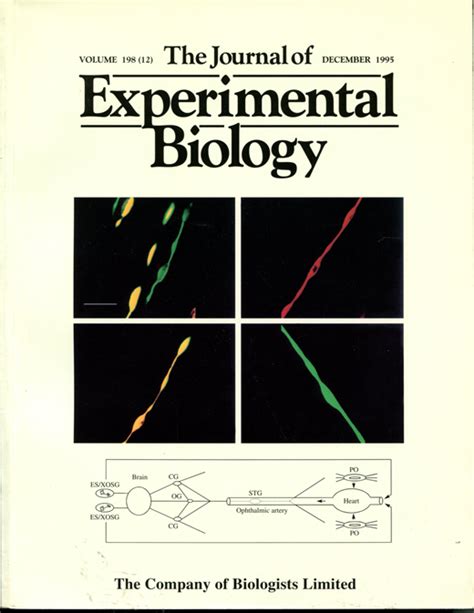 Epaxial muscle function during locomotion in a lizard (Varanus salvator ...