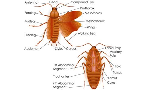 Insect Anatomy, external anatomy of insects with picture & internal ...