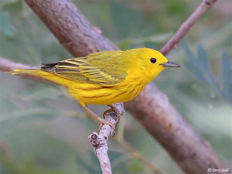 Yellow Warbler - South Dakota Birds and Birding