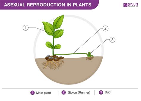 Plant Reproduction Diagram