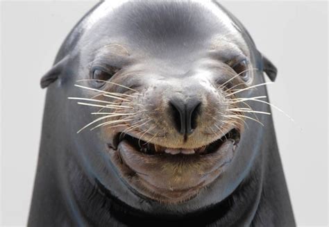 Funny Animal Faces New Pictures/images - Pets Cute and Docile