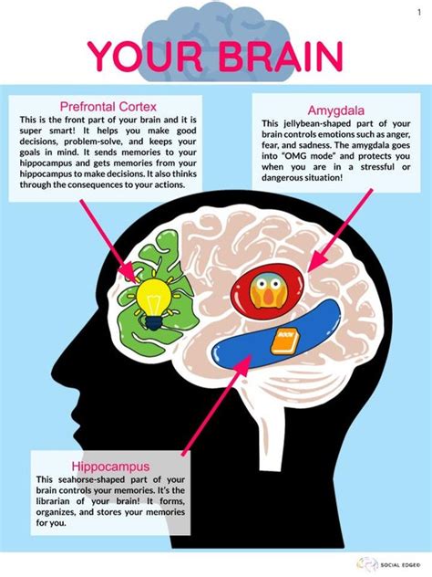 Amygdala Hippocampus Prefrontal Cortex