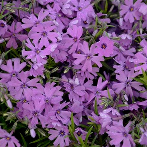 Phlox - Purple Beauty Creeping Phlox