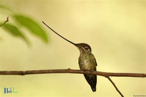 How Long Is Hummingbird Beak?