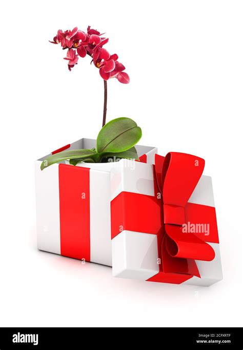 Orchid in a gift box, white background Stock Photo - Alamy