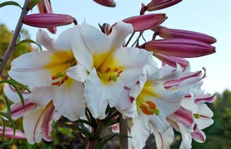 16 Types of White Lilies (Name & Pictures) — Identification Guide ...