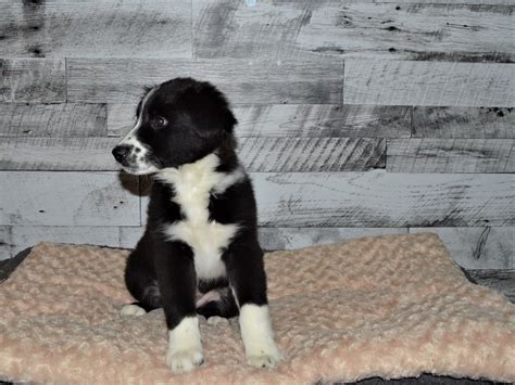 Aussie Sheltie-DOG-Male-Black and White-2891549-Petland Dunwoody