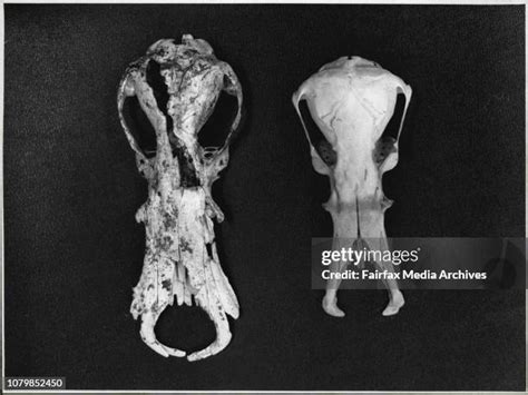 Platypus Fossil Photos and Premium High Res Pictures - Getty Images