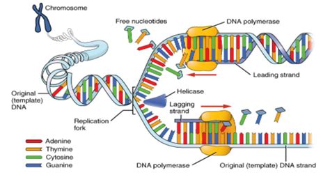 Rna Primer Is Removed By