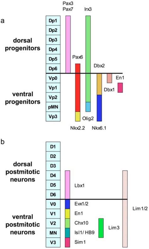 Fig. S7. Schematic drawing outlining transcription factor expression ...