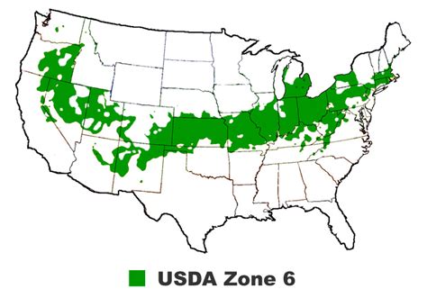 Cold Hardy Camellia Plants That Will Grow In USDA Zone 6 - Wilson Bros ...