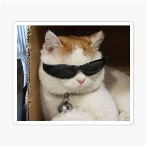 "cat with sun glasses meme " Sticker for Sale by shaiyuri | Redbubble