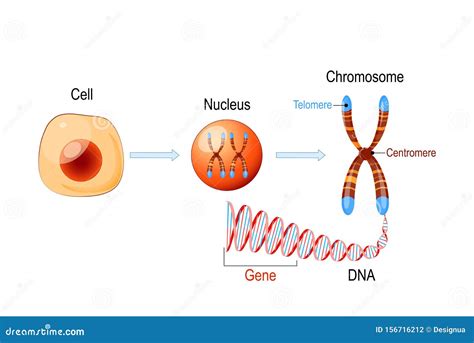 Cell Structure. Nucleus with Chromosomes, DNA Molecule, Telomere and ...