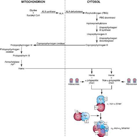 Hemoglobin Synthesis Pathway