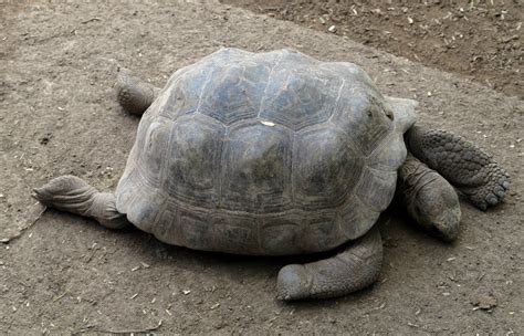 Galapagos Tortoise Facts, Habitat, Diet, Life Span, Pictures