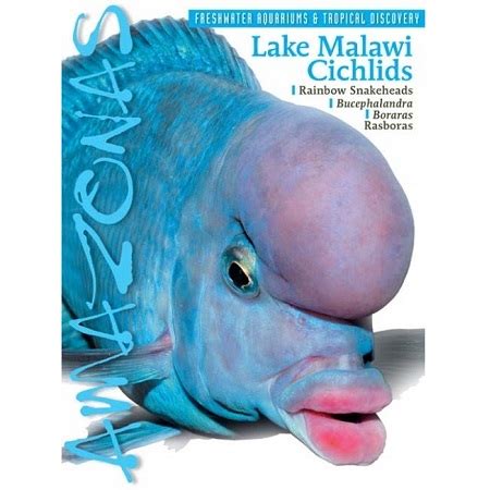 Amazonas Magazine - Lake Malawi Cichlid