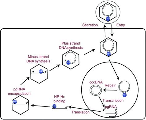 HBV replication cycle. Upon entry into the cytosol, the viral capsid ...